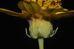 Thelesperma subnudum