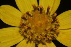 Thelesperma subnudum