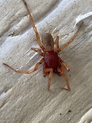 Dysdera crocata