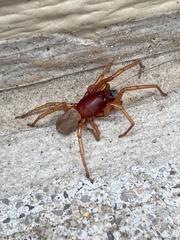 Dysdera crocata