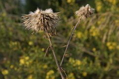 Echinops spinosissimus macrolepis