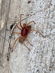 Dysdera crocata