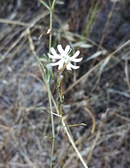 Silene portensis