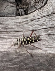 Placosternus difficilis