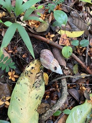 Lissachatina fulica