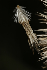 Echinops spinosissimus macrolepis