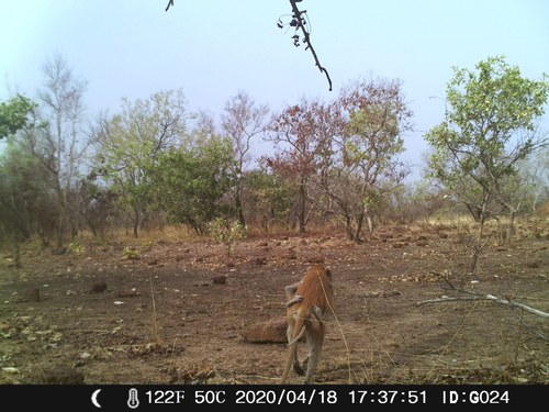 Western Patas Monkey