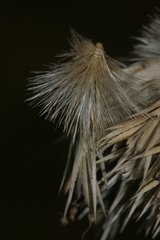 Echinops spinosissimus macrolepis