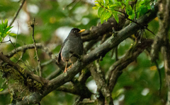 Turdus nigriceps