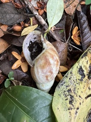 Lissachatina fulica