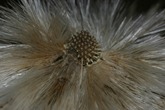 Echinops spinosissimus macrolepis