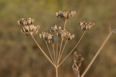 Foeniculum vulgare