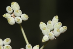 Foeniculum vulgare