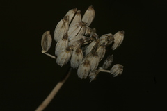 Foeniculum vulgare