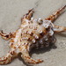 Arthritic Spider Conch - Photo (c) dpparsons, some rights reserved (CC BY-NC), uploaded by dpparsons