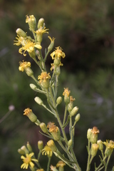 Dittrichia viscosa