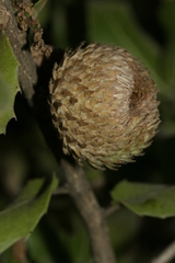 Quercus coccifera calliprinos