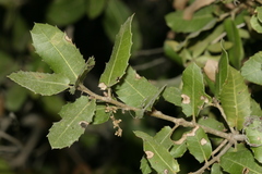 Quercus coccifera calliprinos