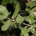 Quercus coccifera - Photo (c) Errol Véla, algunos derechos reservados (CC BY-NC), subido por Errol Véla