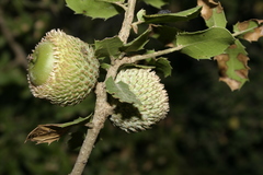 Quercus coccifera calliprinos