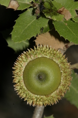 Quercus coccifera calliprinos