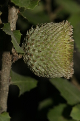 Quercus coccifera calliprinos