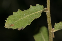 Quercus coccifera calliprinos