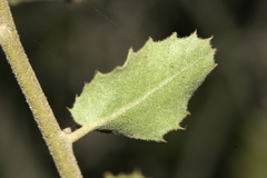 Quercus coccifera calliprinos