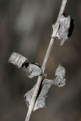 Klasea cerinthifolia