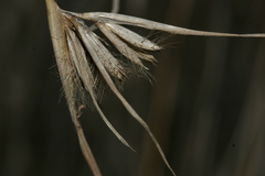Themeda triandra