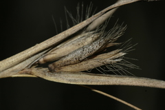 Themeda triandra