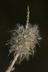 Trifolium angustifolium