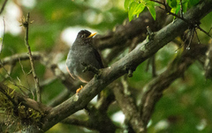 Turdus nigriceps