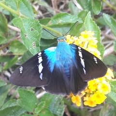 Astraptes fulgerator fulgerator