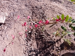 Pyranthus alasoa