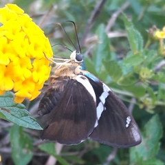 Astraptes fulgerator fulgerator