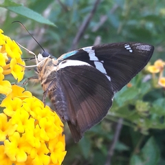 Astraptes fulgerator fulgerator