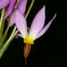 Primula jeffreyi - Photo (c) Steve Matson, μερικά δικαιώματα διατηρούνται (CC BY), uploaded by Steve Matson