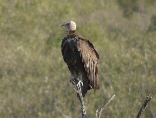 Alimoche sombrío (Necrosyrtes monachus)