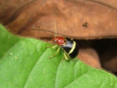 Gynandrobrotica