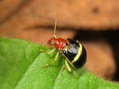 Gynandrobrotica