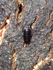 Loboptera