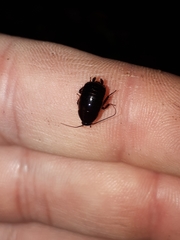 Loboptera