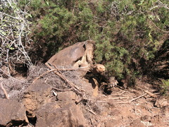Chelonoidis niger abingdonii