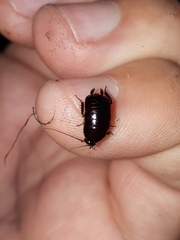 Loboptera