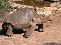 Chelonoidis niger abingdonii