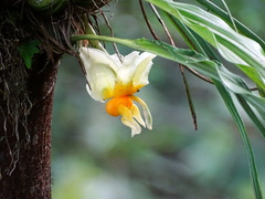Stanhopea pseudoradiosa