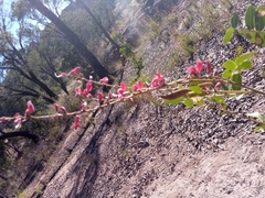 Pyranthus alasoa