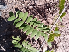 Pyranthus alasoa