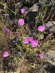 Clarkia arcuata